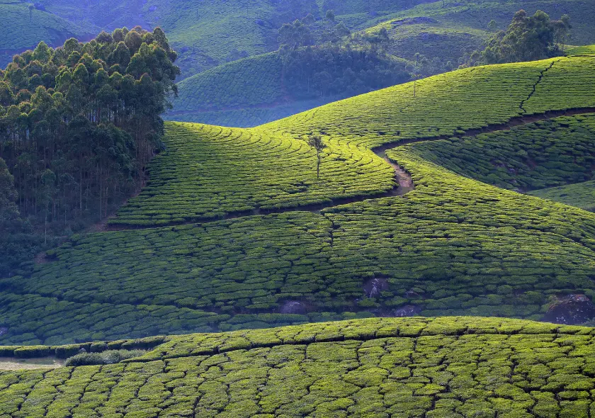 Kerala 3N/4D Tour Package